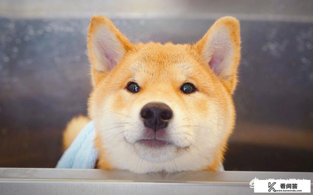 柴犬有多少斤？