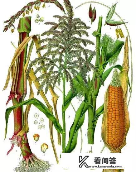 马来西亚买包包便宜吗？