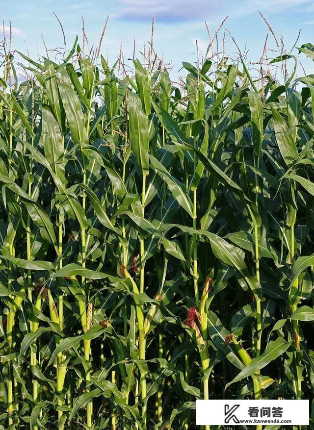 马来西亚买包包便宜吗？