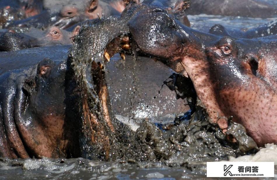 冒险岛未来新叶城任务强大的神秘武器进去了秘密地图掉线怎么办? 冒险岛未来新叶城任务强大的神秘武器进去了秘密地图掉线怎么办?