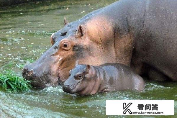 冒险岛未来新叶城任务强大的神秘武器进去了秘密地图掉线怎么办? 冒险岛未来新叶城任务强大的神秘武器进去了秘密地图掉线怎么办?