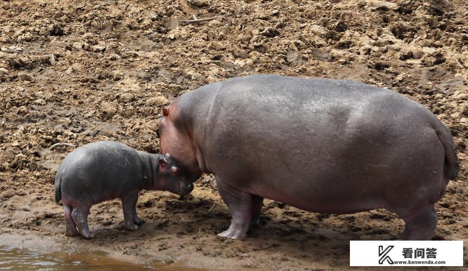 冒险岛未来新叶城任务强大的神秘武器进去了秘密地图掉线怎么办? 冒险岛未来新叶城任务强大的神秘武器进去了秘密地图掉线怎么办?