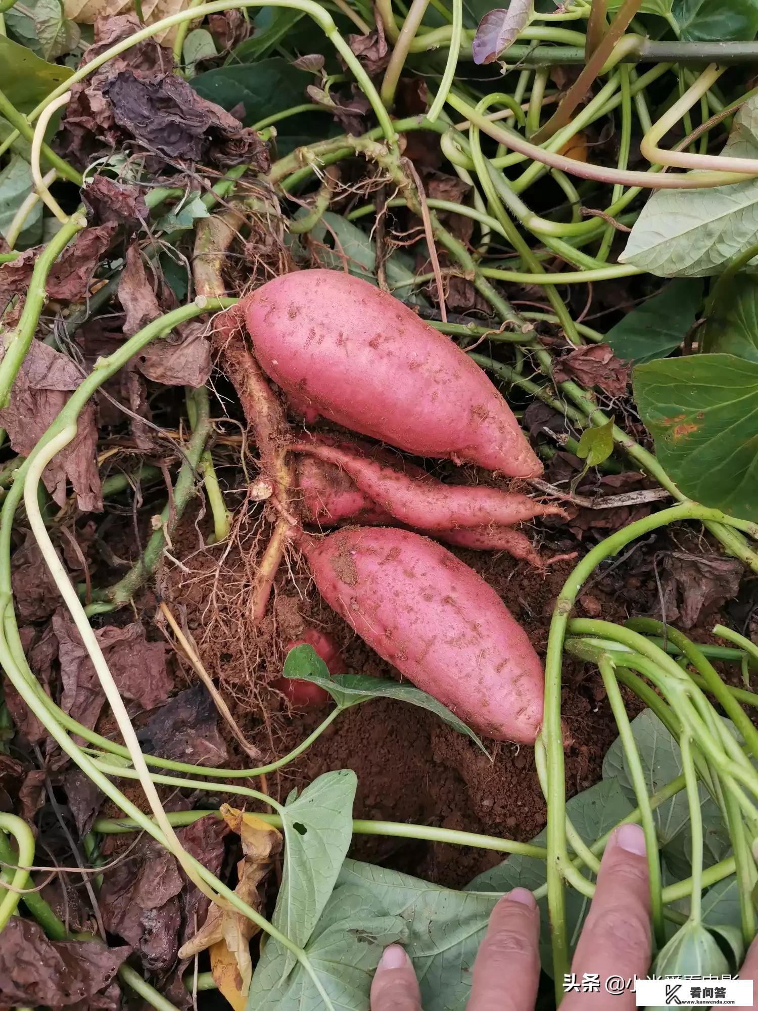 家里种橘子，之前一直是卖给贩子，今年想网上试试，网上怎么销售啊？