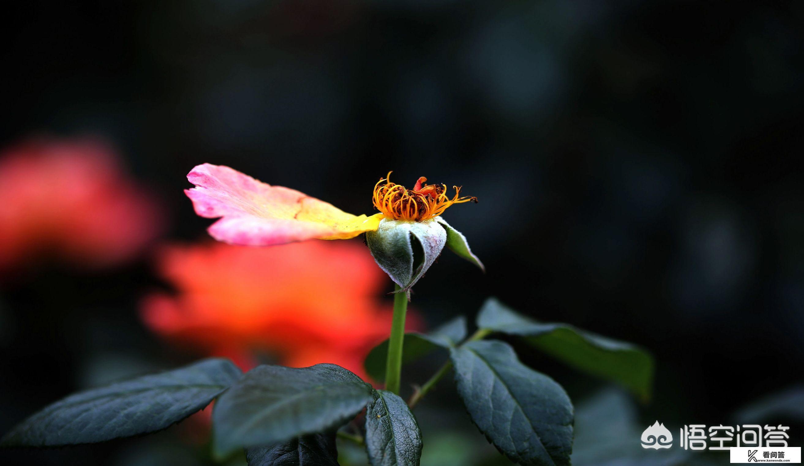 梦里水乡的来历或传说？