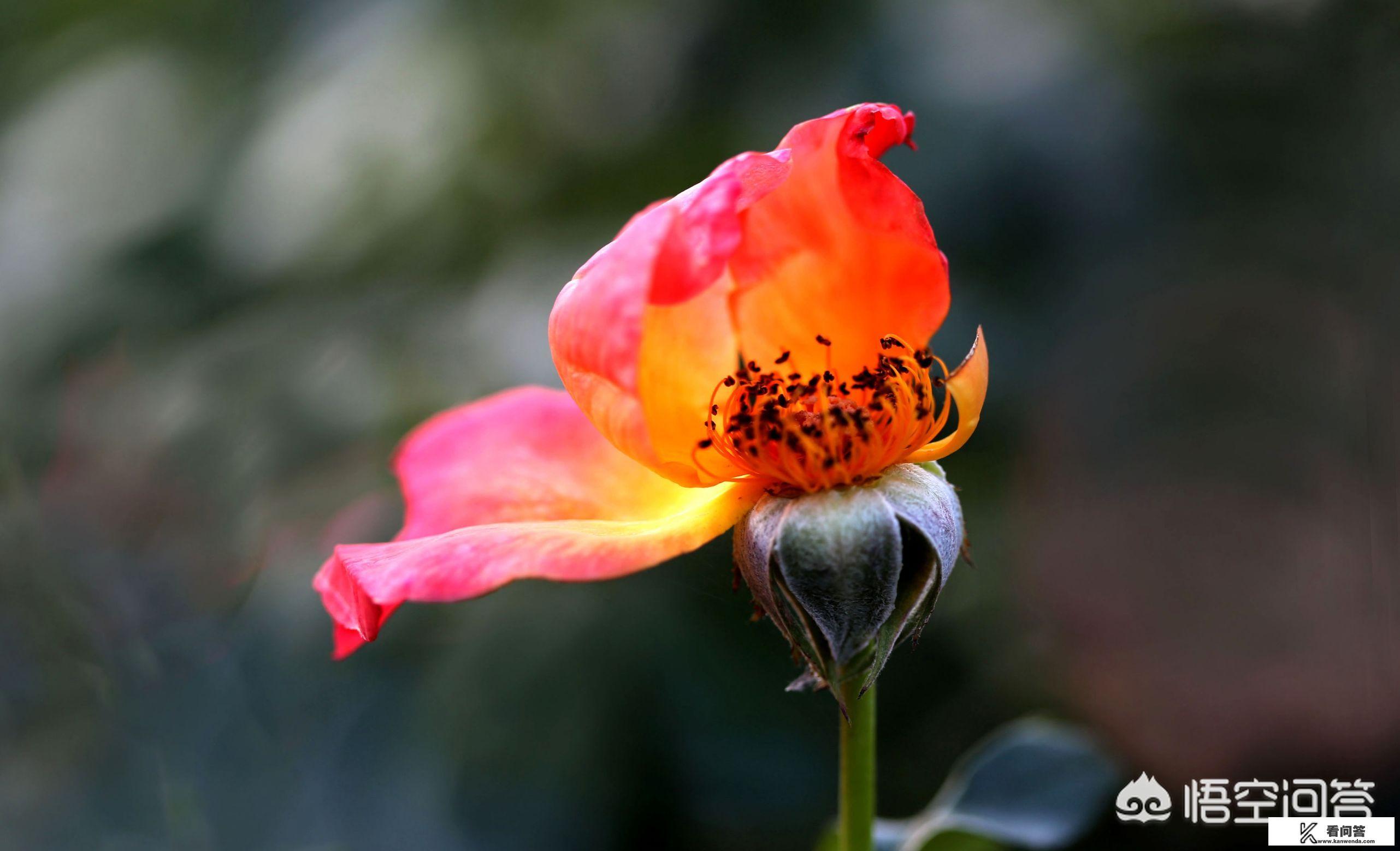 梦里水乡的来历或传说？