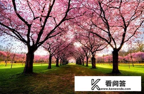 武汉东湖樱花园樱花还开着吗？清明节是否还值得去看？