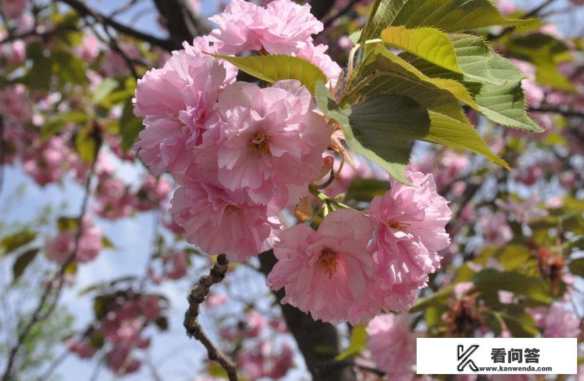 武汉东湖樱花园樱花还开着吗？清明节是否还值得去看？