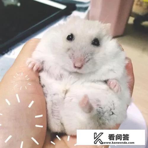 小型宠物，最省心省事省钱、安全干净卫生的，有哪些值得推荐？