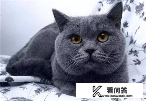 小型宠物，最省心省事省钱、安全干净卫生的，有哪些值得推荐？