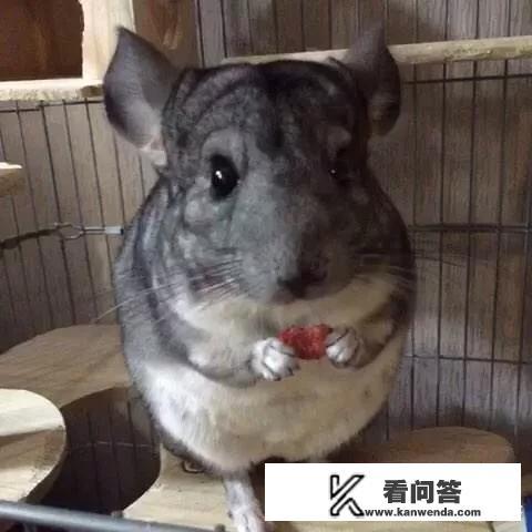 小型宠物，最省心省事省钱、安全干净卫生的，有哪些值得推荐？