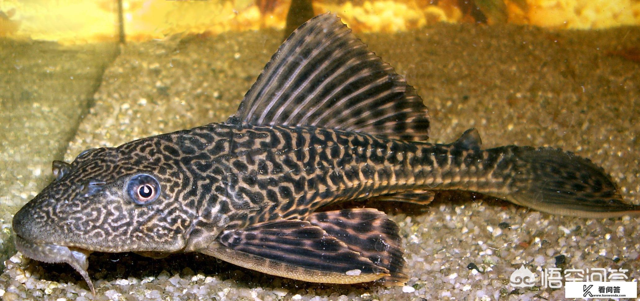 经常看见发抓清道夫的视频，那么清道夫到底是一种什么鱼，危害真的很大吗，可以食用嘛？