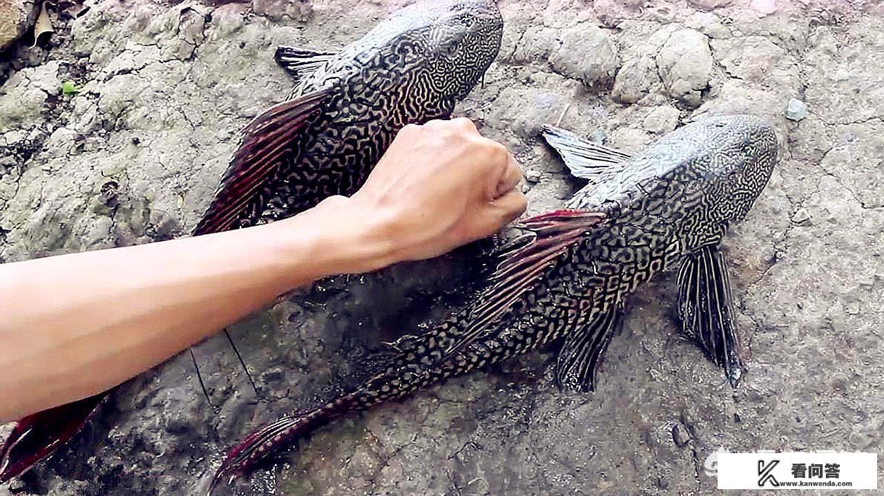 经常看见发抓清道夫的视频，那么清道夫到底是一种什么鱼，危害真的很大吗，可以食用嘛？