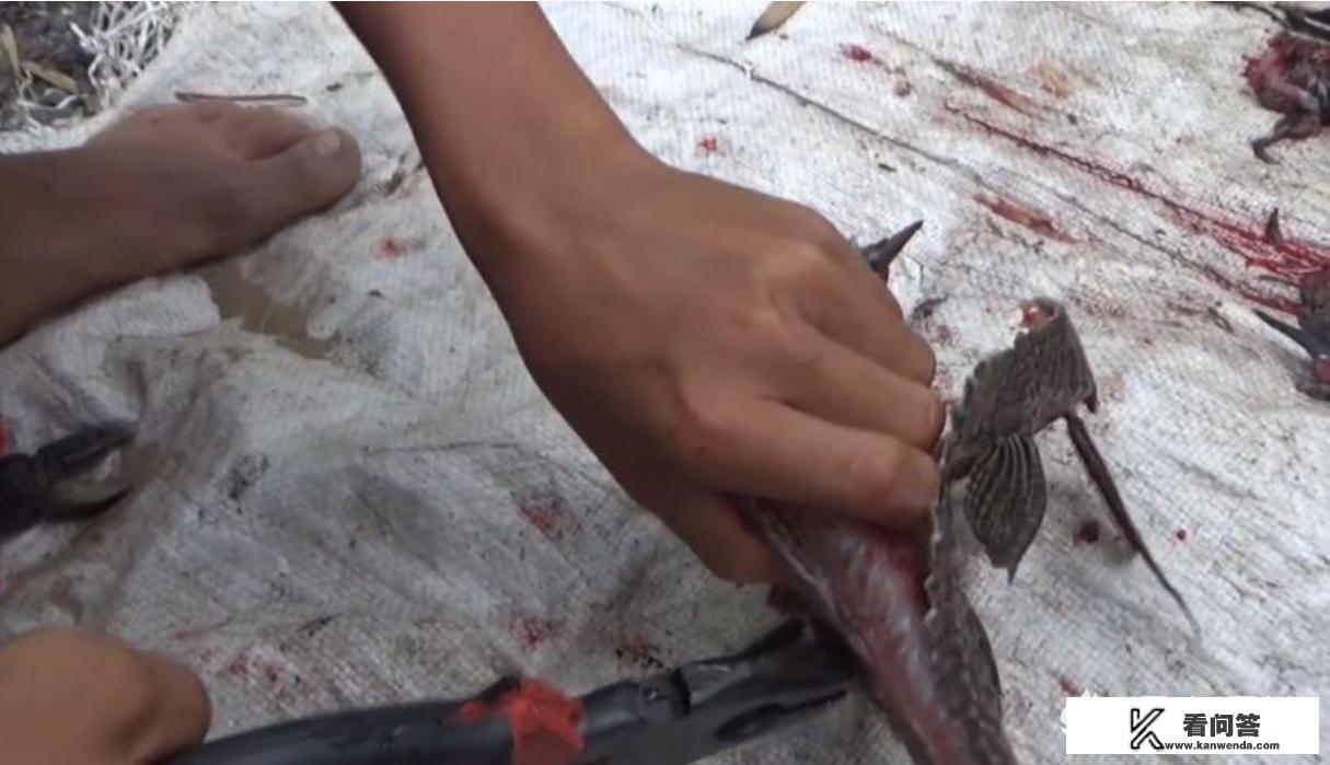 经常看见发抓清道夫的视频，那么清道夫到底是一种什么鱼，危害真的很大吗，可以食用嘛？