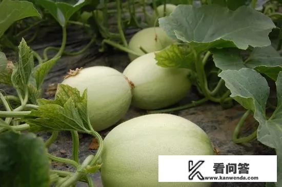 种植香瓜用的薄膜用黑色好，还是白色好，为什么？