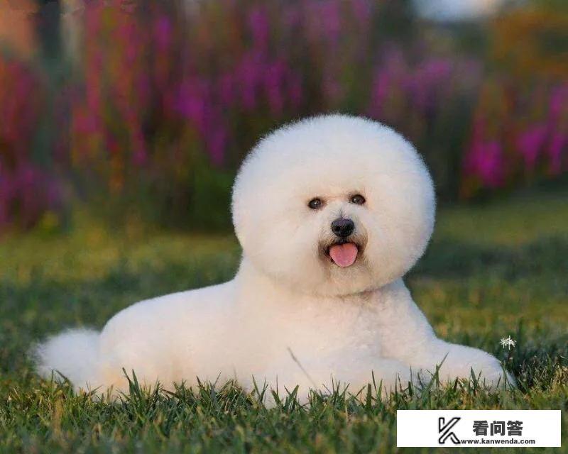 为什么大家都喜欢养比熊犬?它有什么优点吗? 为什么大家都喜欢养比熊犬?它有什么优点吗?