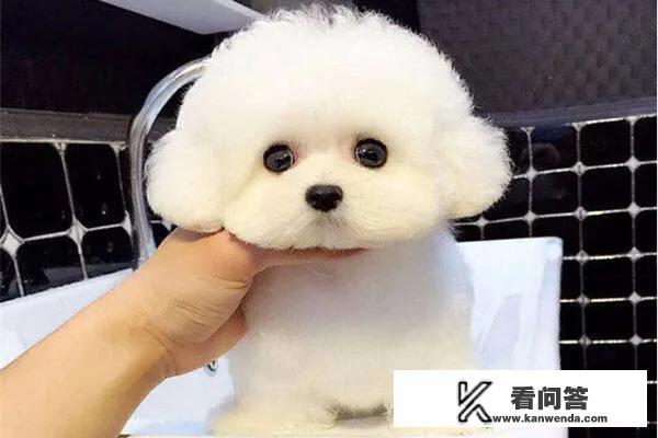 为什么大家都喜欢养比熊犬?它有什么优点吗? 为什么大家都喜欢养比熊犬?它有什么优点吗?