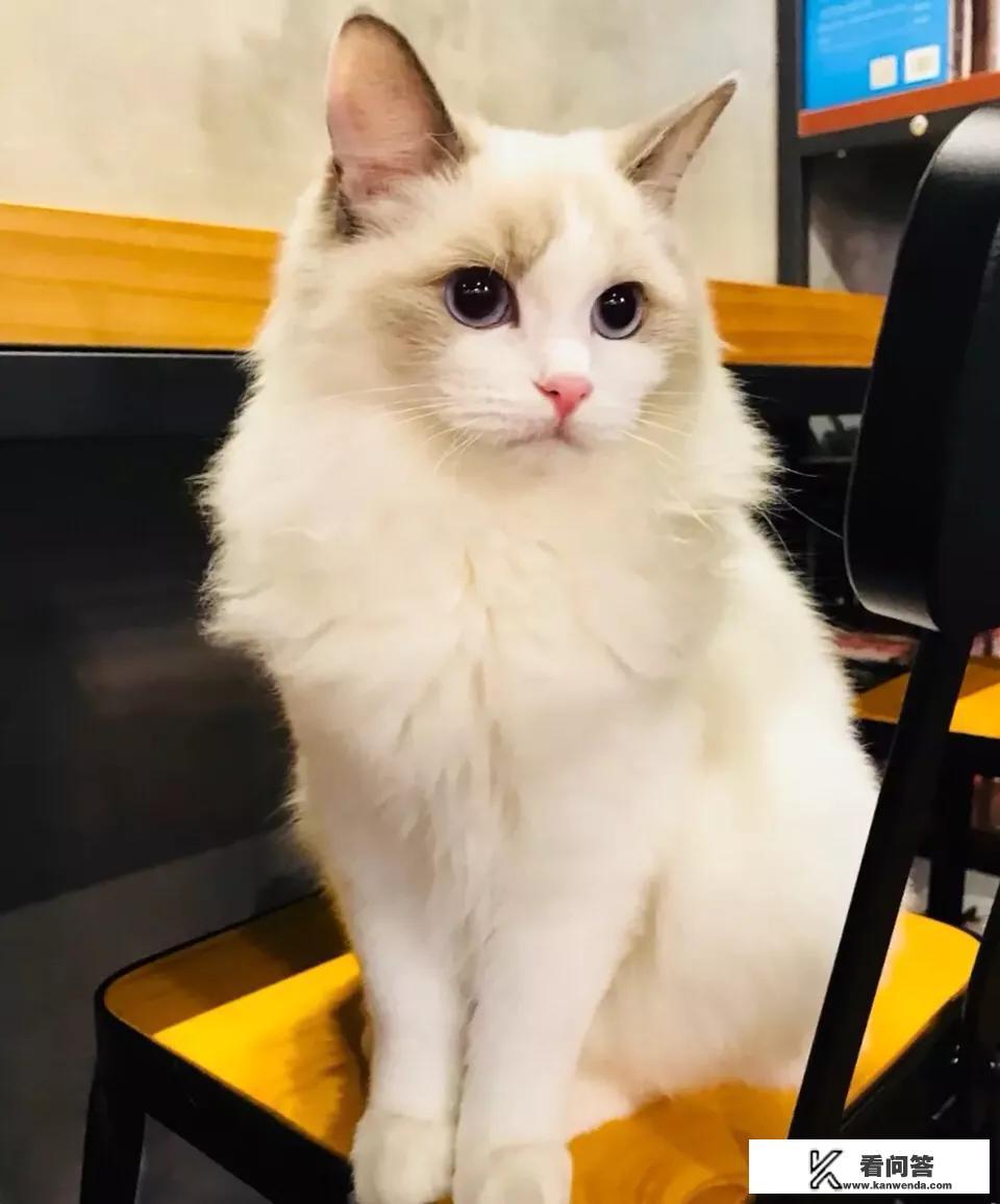 北京有哪些值得一去的猫咖？