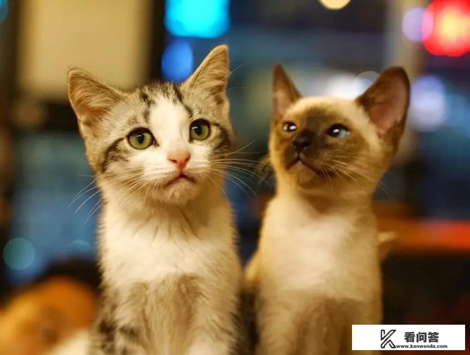 北京有哪些值得一去的猫咖？