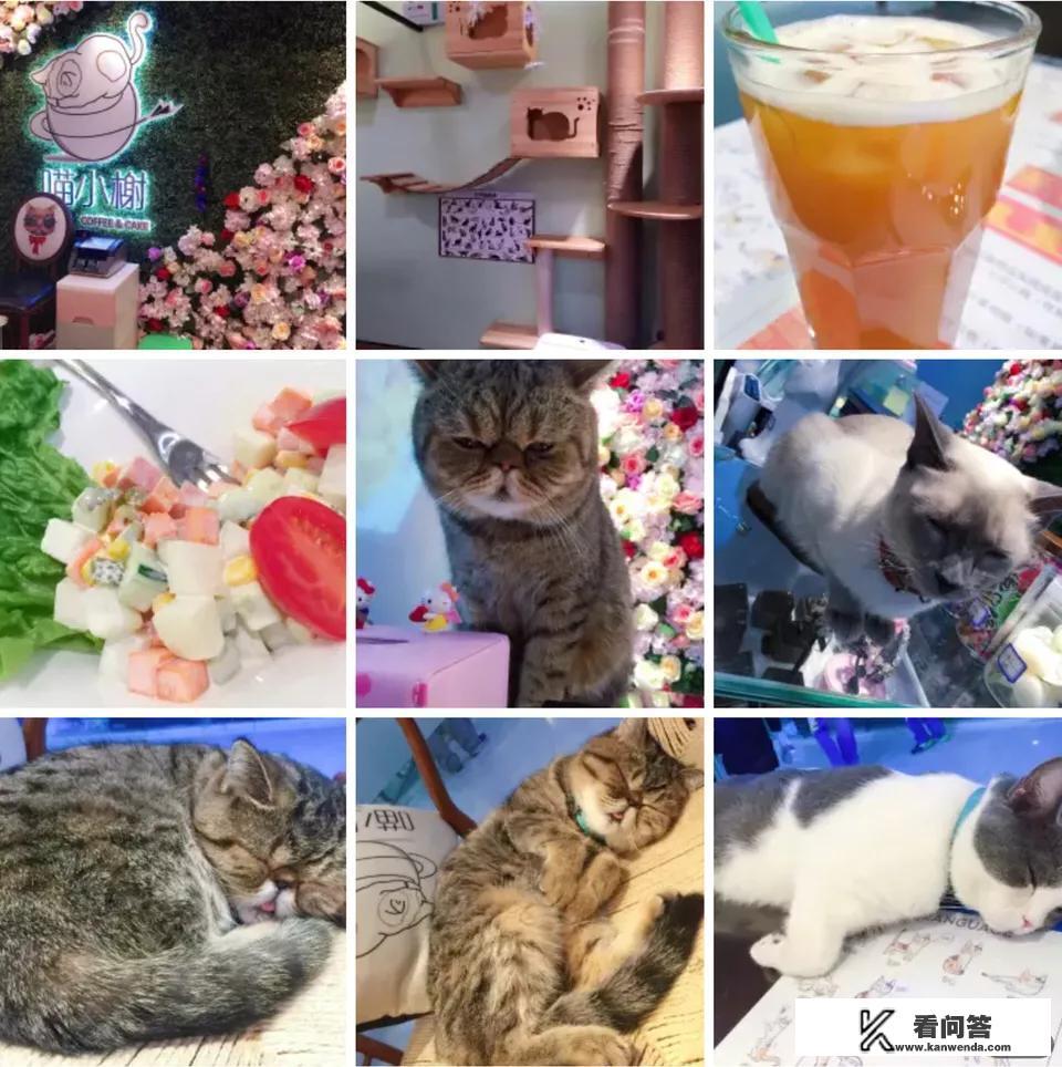 北京有哪些值得一去的猫咖？