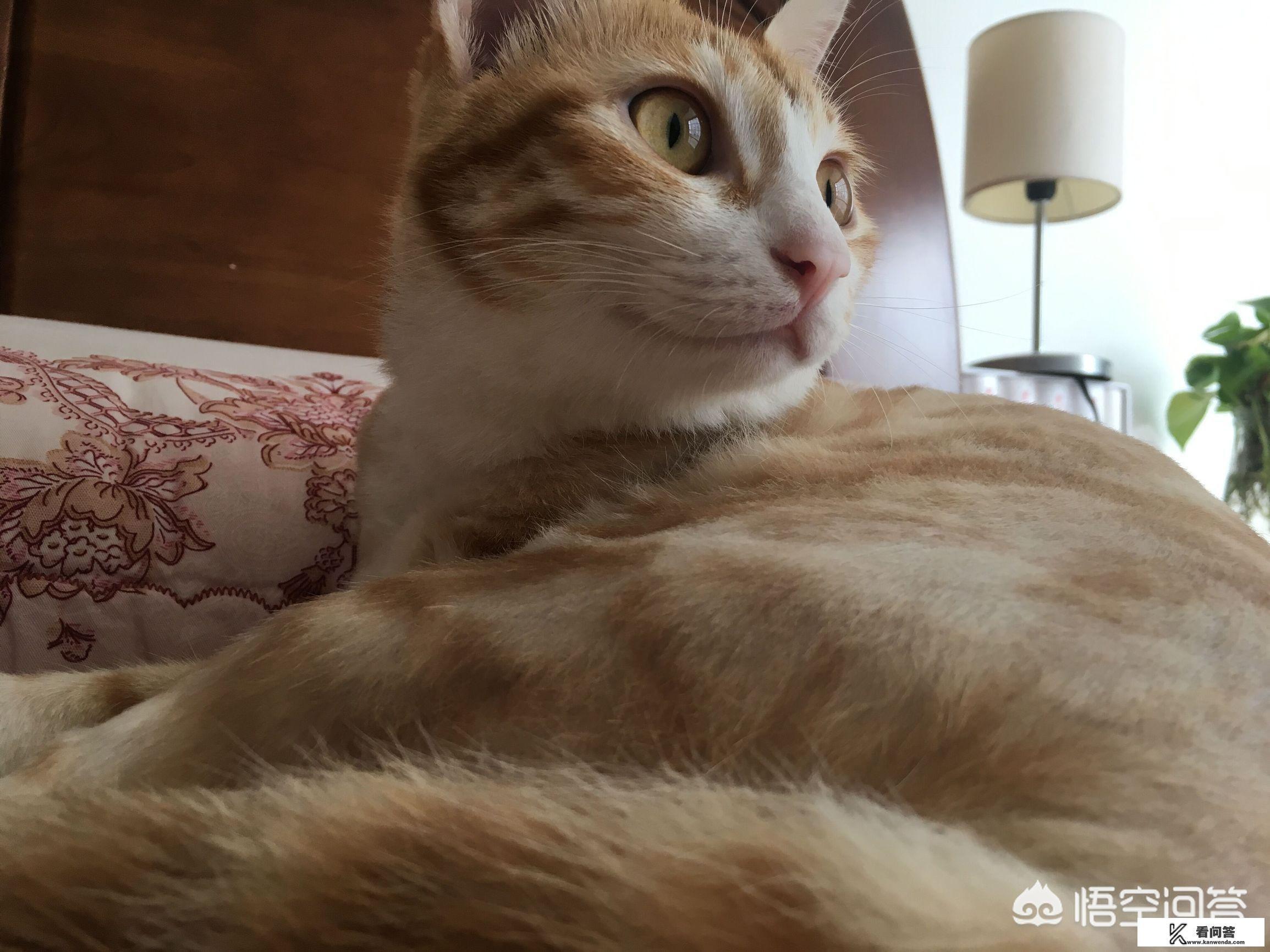 刚养了一只两个月的橘猫，吃猫粮吃的很少怎么办？