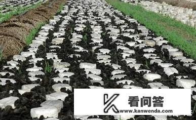 黑木耳出芽后菌丝变弱怎么办? 黑木耳出芽后菌丝变弱怎么办?