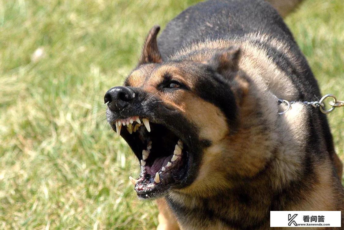 人形犬是什么意思网络词? 人形犬是什么意思网络词?