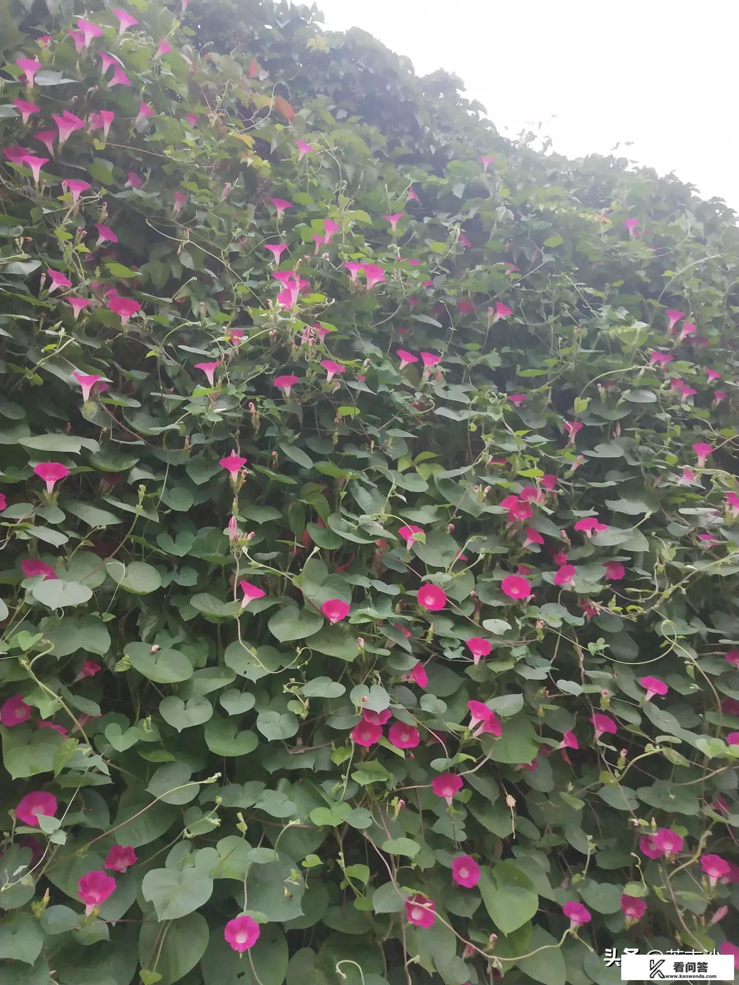 金庸小说里的夫妻为什么大多生一个孩子？很少二胎？