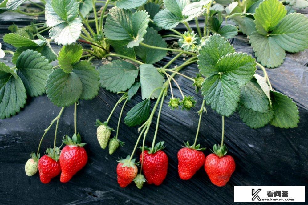 整个草莓种下会发芽吗? 整个草莓种下会发芽吗?