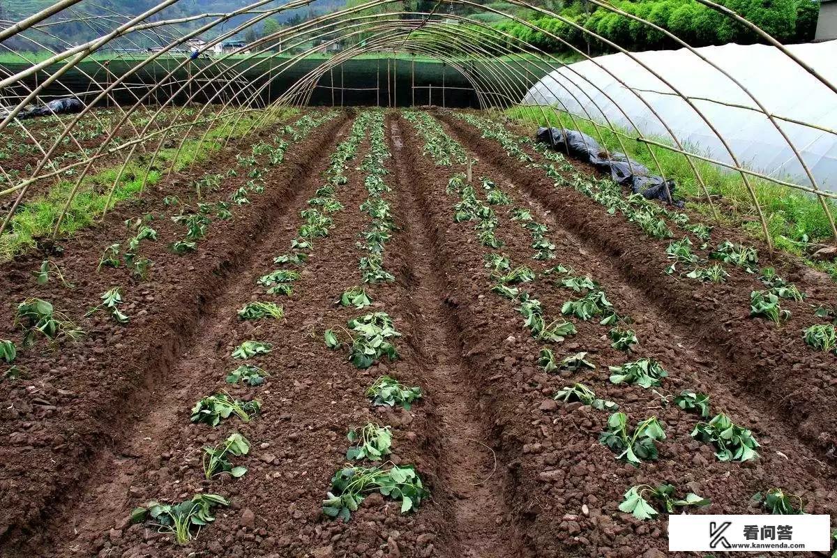 整个草莓种下会发芽吗? 整个草莓种下会发芽吗?