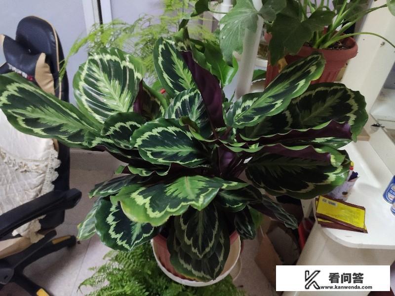 盆栽植物多久施肥一次？施什么肥料？