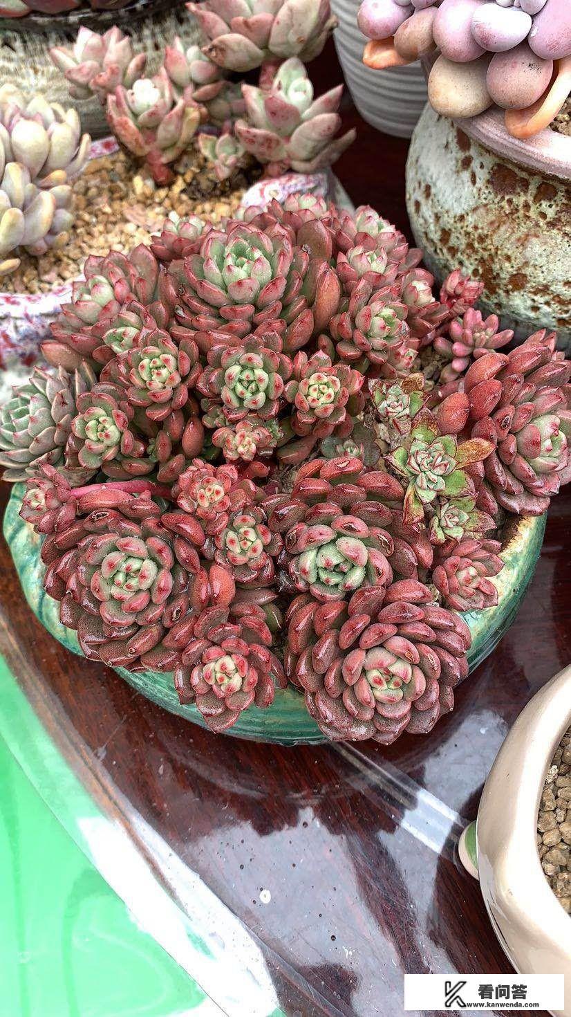 盆栽植物多久施肥一次？施什么肥料？