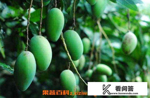 青芒果怎么吃？