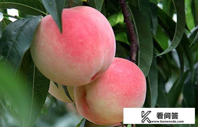 桃树苗哪有卖的? 桃树苗哪有卖的?