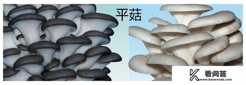 蘑菇、金针菇、平菇、草菇、香菇、茶树菇、鸡腿菇要怎么区分? 蘑菇、金针菇、平菇、草菇、香菇、茶树菇、鸡腿菇要怎么区分?