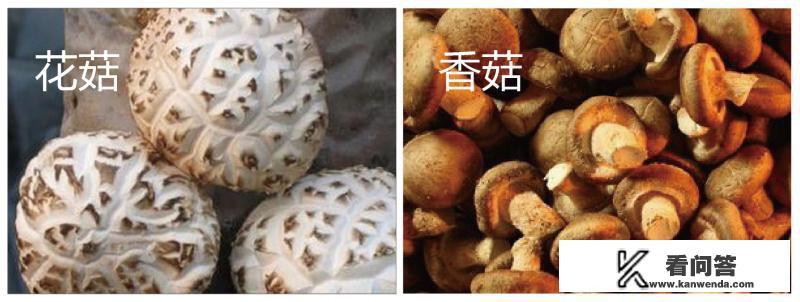 蘑菇、金针菇、平菇、草菇、香菇、茶树菇、鸡腿菇要怎么区分? 蘑菇、金针菇、平菇、草菇、香菇、茶树菇、鸡腿菇要怎么区分?