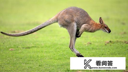 澳洲华人家庭1周3次遭人喷漆砸窗，大门被喷上“去死”，种族歧视太可怕，你怎么看？