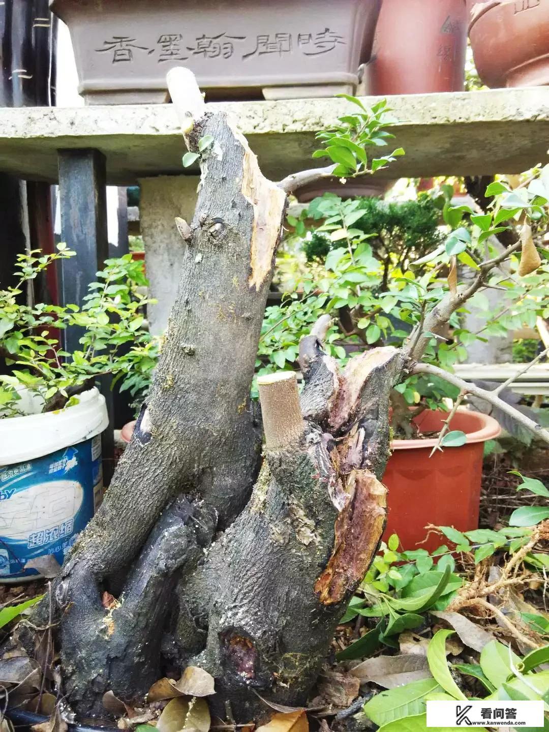 怎样养金弹子？