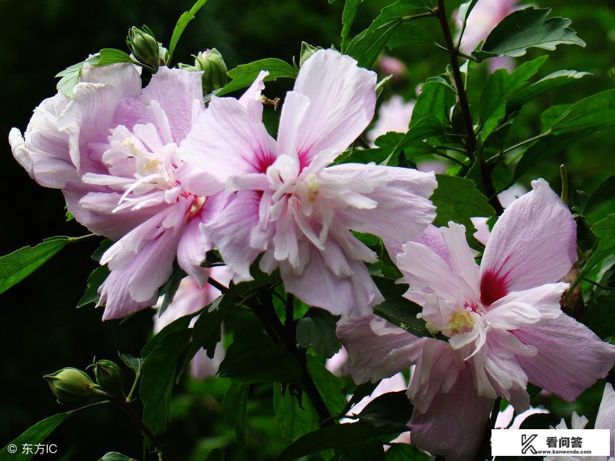 木槿有多少雄蕊和雌蕊，它的气味怎么样，花朵直径多少？