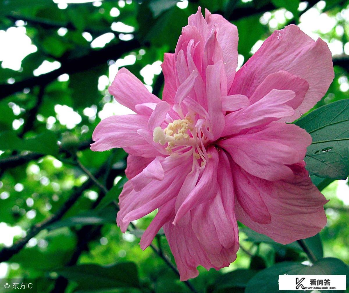 木槿有多少雄蕊和雌蕊，它的气味怎么样，花朵直径多少？
