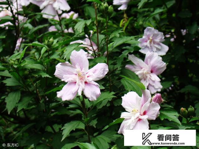 木槿有多少雄蕊和雌蕊，它的气味怎么样，花朵直径多少？