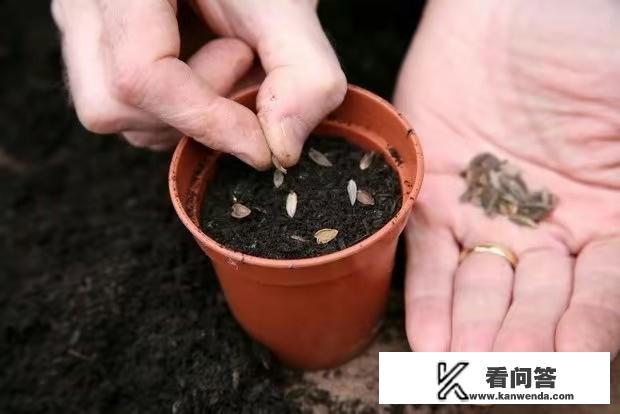 百日草花期开出五颜六色的花朵,非常招人喜欢,家庭怎样种植养护? 百日草花期开出五颜六色的花朵,非常招人喜欢,家庭怎样种植养护?
