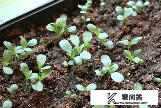 百日草花期开出五颜六色的花朵,非常招人喜欢,家庭怎样种植养护? 百日草花期开出五颜六色的花朵,非常招人喜欢,家庭怎样种植养护?