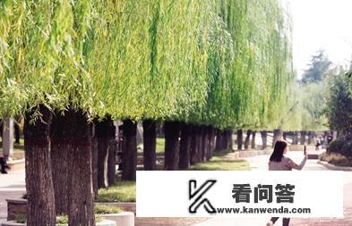 用蓝天柳树公园田野儿童写一段话？