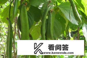 扁豆和刀豆区别图片? 扁豆和刀豆区别图片?