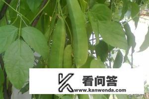 扁豆和刀豆区别图片? 扁豆和刀豆区别图片?