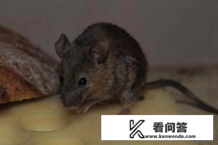 有老鼠怎么办?什么老鼠药最管用? 有老鼠怎么办?什么老鼠药最管用?