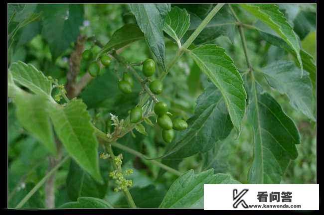 鸦胆子有什么作用？