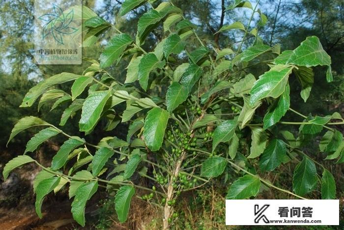 鸦胆子有什么作用？