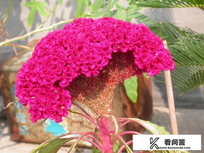 种植鸡冠花的收益怎么样？