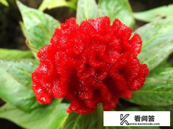 种植鸡冠花的收益怎么样？